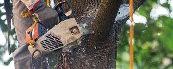 Best Storm Damage Tree Cleanup  in Viola, NY