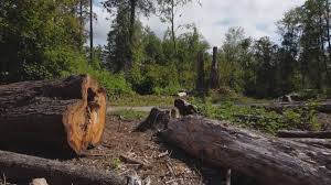 Best Tree Maintenance Programs  in Viola, NY