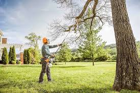 How Our Tree Care Process Works  in  Viola, NY