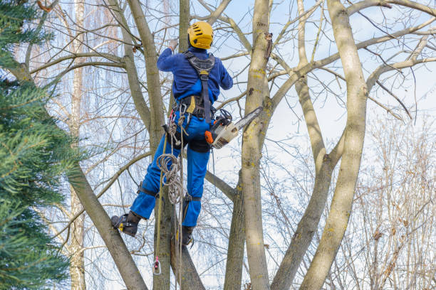 Trusted Viola, NY Tree Services Experts