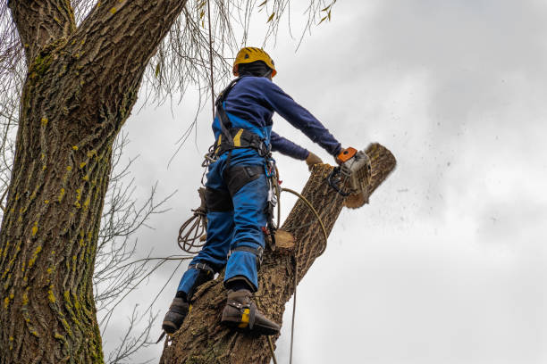 Best Aeration Services  in Viola, NY
