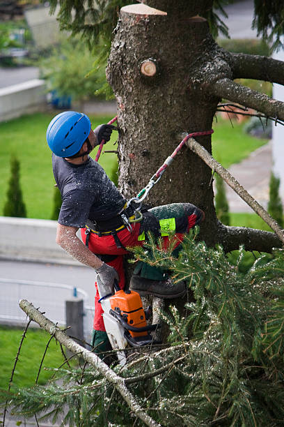 Best Stump Grinding and Removal  in Viola, NY