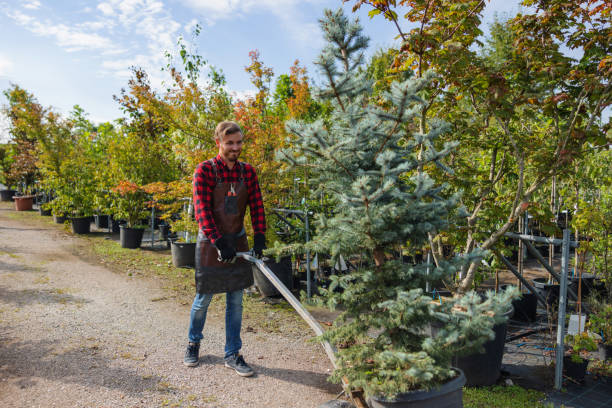 Best Tree Health Inspection  in Viola, NY
