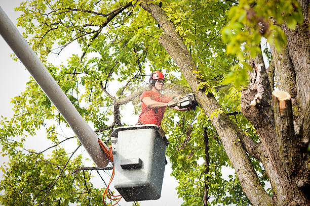 Best Fruit Tree Pruning  in Viola, NY