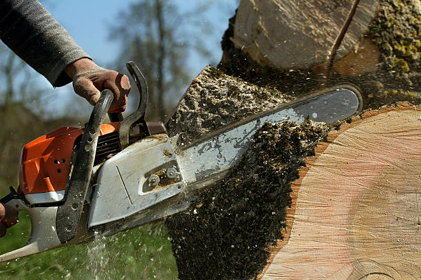Best Tree and Shrub Care  in Viola, NY